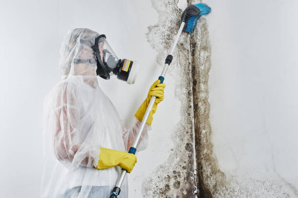 Best Home Mold Removal  in Gamewell, NC