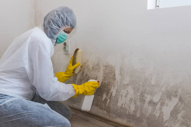 Best Commercial Mold Removal  in Gamewell, NC