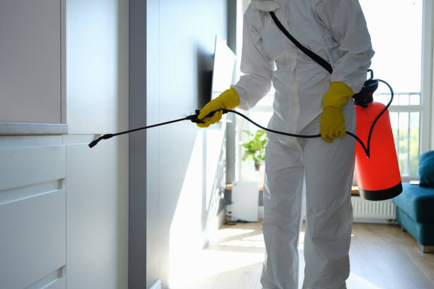Best Same-Day Mold Removal  in Gamewell, NC