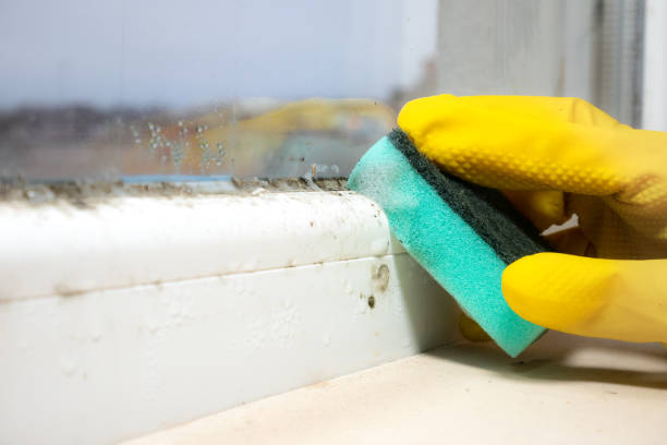 Best Mold Damage Repair  in Gamewell, NC