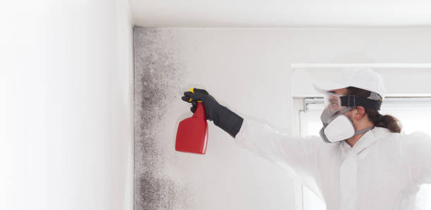 Best Professional Mold Removal  in Gamewell, NC
