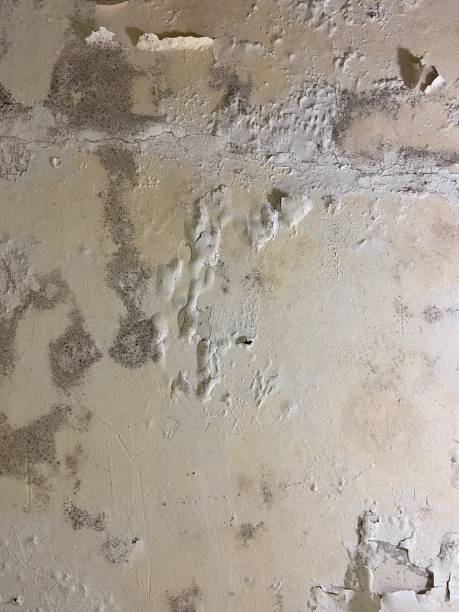 Best Mold Cleaning Services  in Gamewell, NC