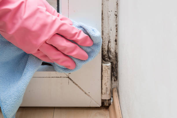 Best Fast Mold Removal  in Gamewell, NC